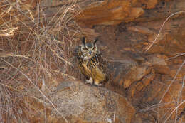 Image of Indian Eagle-Owl