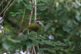 Image of Japanese Green Woodpecker