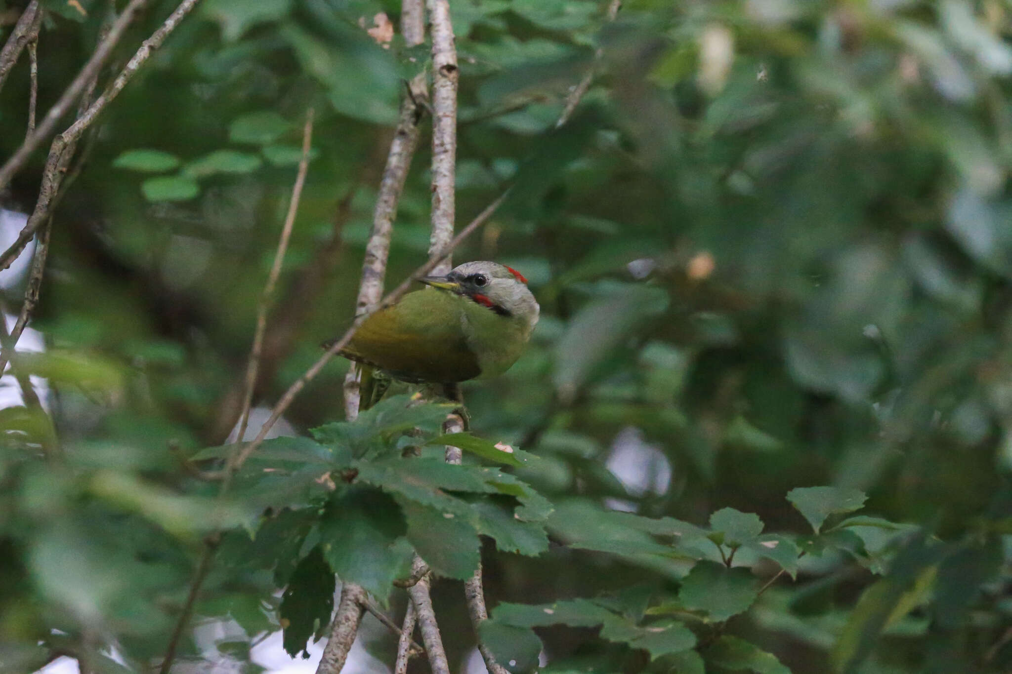 Image of Japanese Green Woodpecker