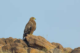 Image of Steppe Eagle