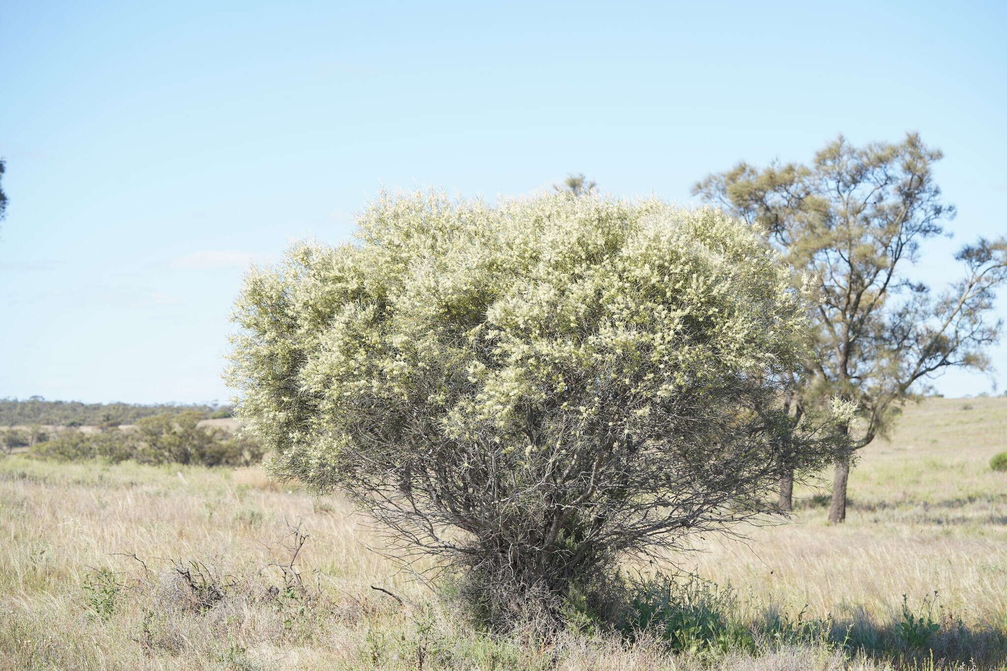 Image of Hakea leucoptera subsp. leucoptera