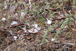 Image of Golden Bush Robin