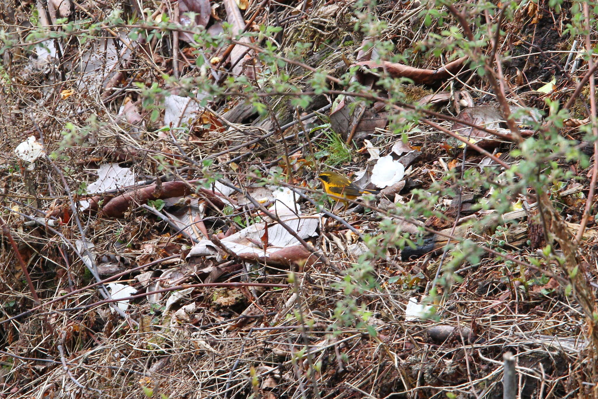 Image of Golden Bush Robin