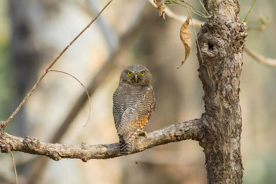 Image of Jungle Owlet