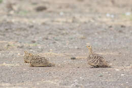 Image of Chestnut-bellied Sandgrouse