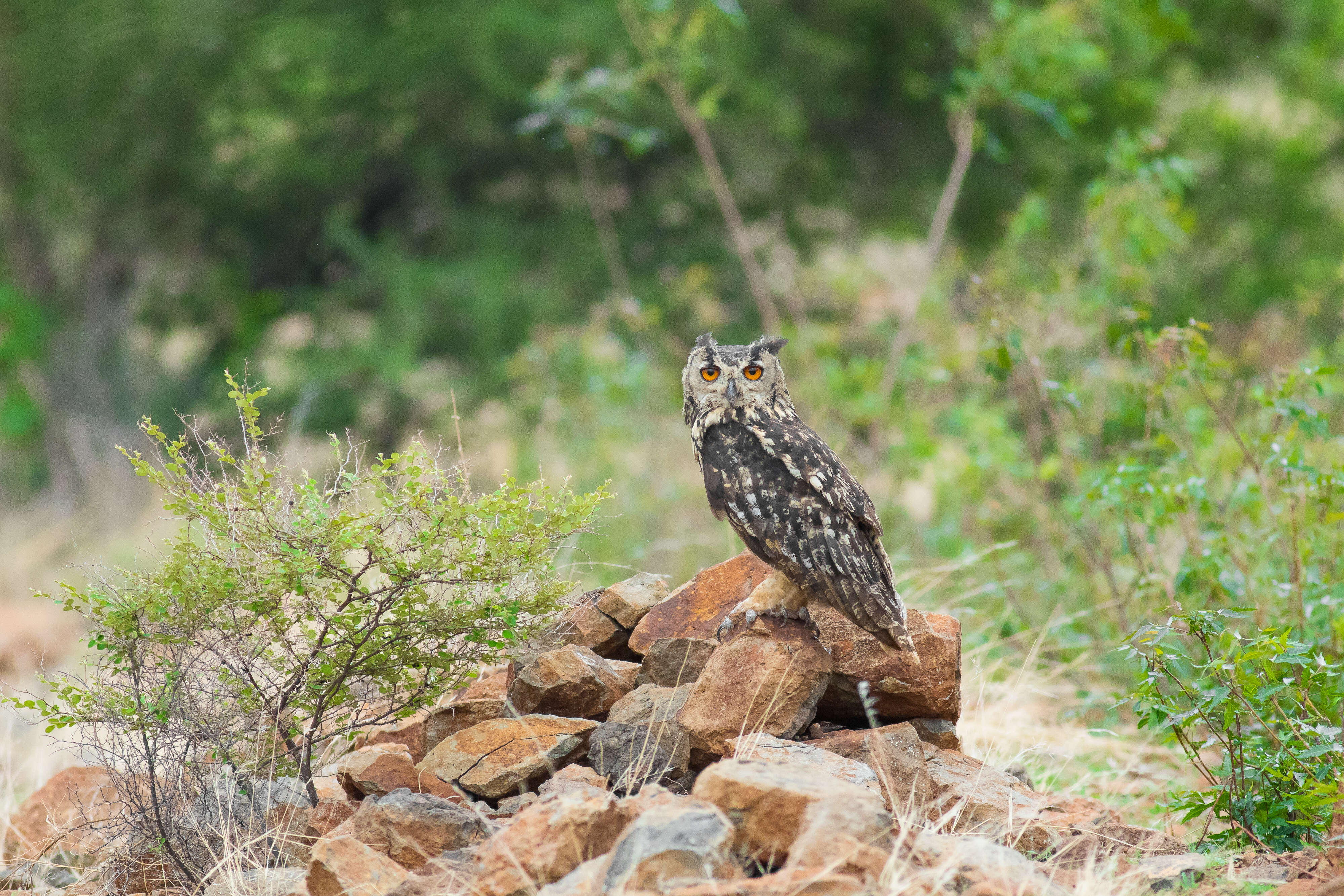 Image of Indian Eagle-Owl