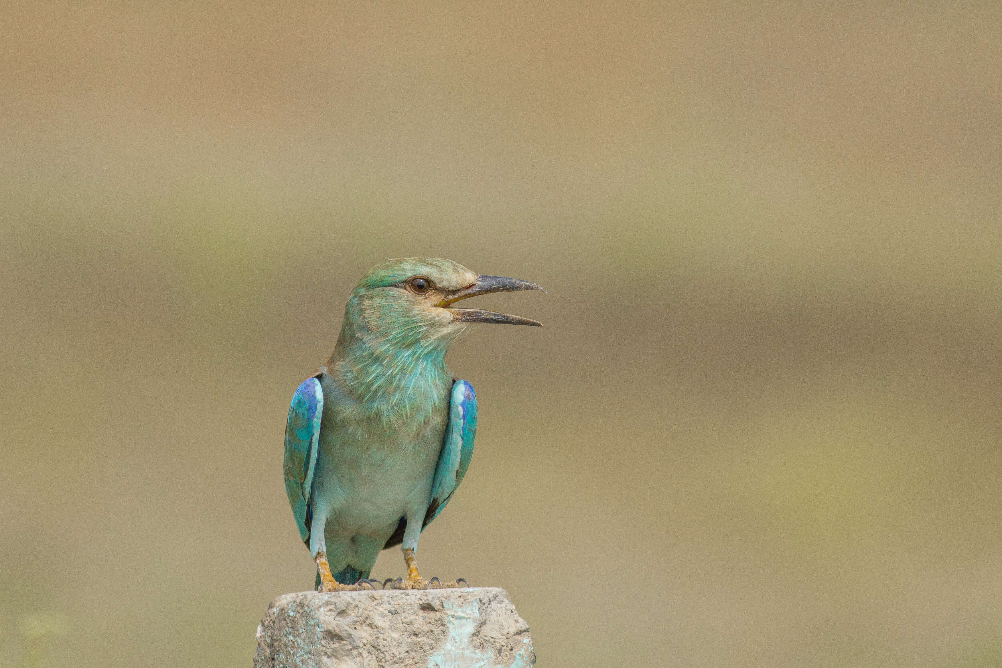 Image of European Roller