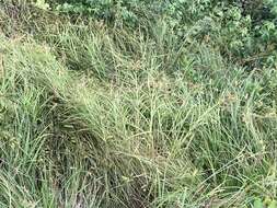 Image of Leafy Bulrush