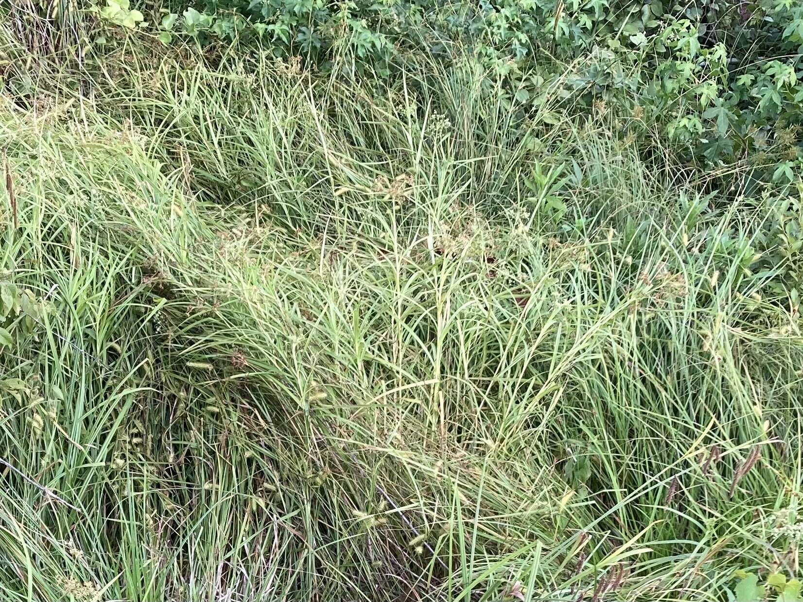 Imagem de Scirpus polyphyllus Vahl