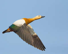 Image of Ruddy Shelduck