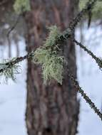 Image of perplexed beard lichen