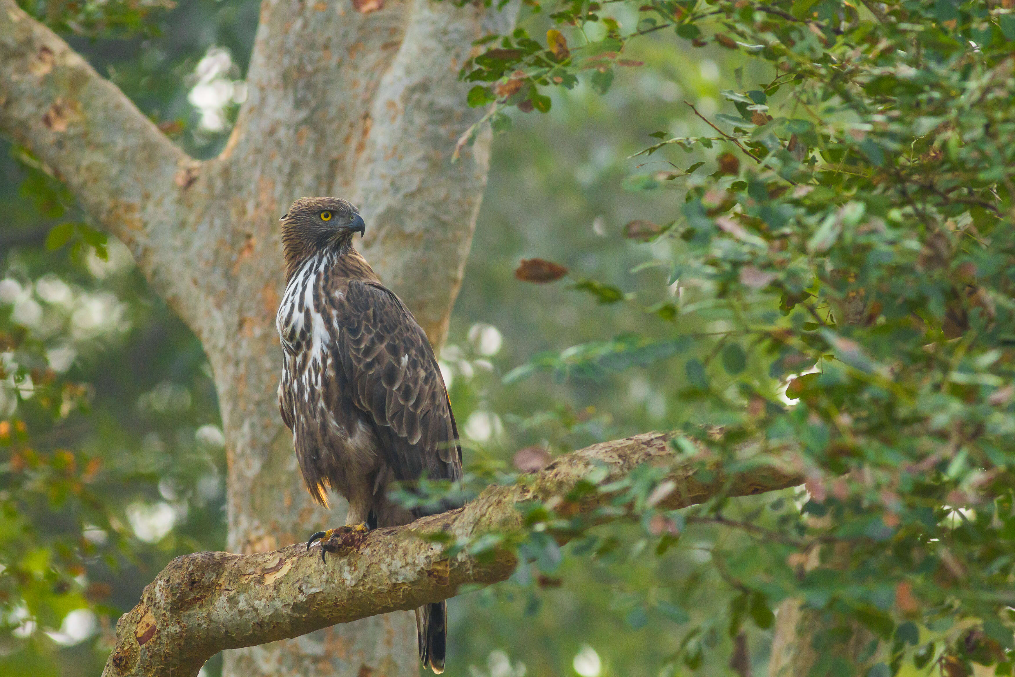 Nisaetus cirrhatus (Gmelin & JF 1788) resmi