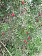 Image of cranberry gourd