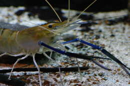 Image of Giant Freshwater Prawn