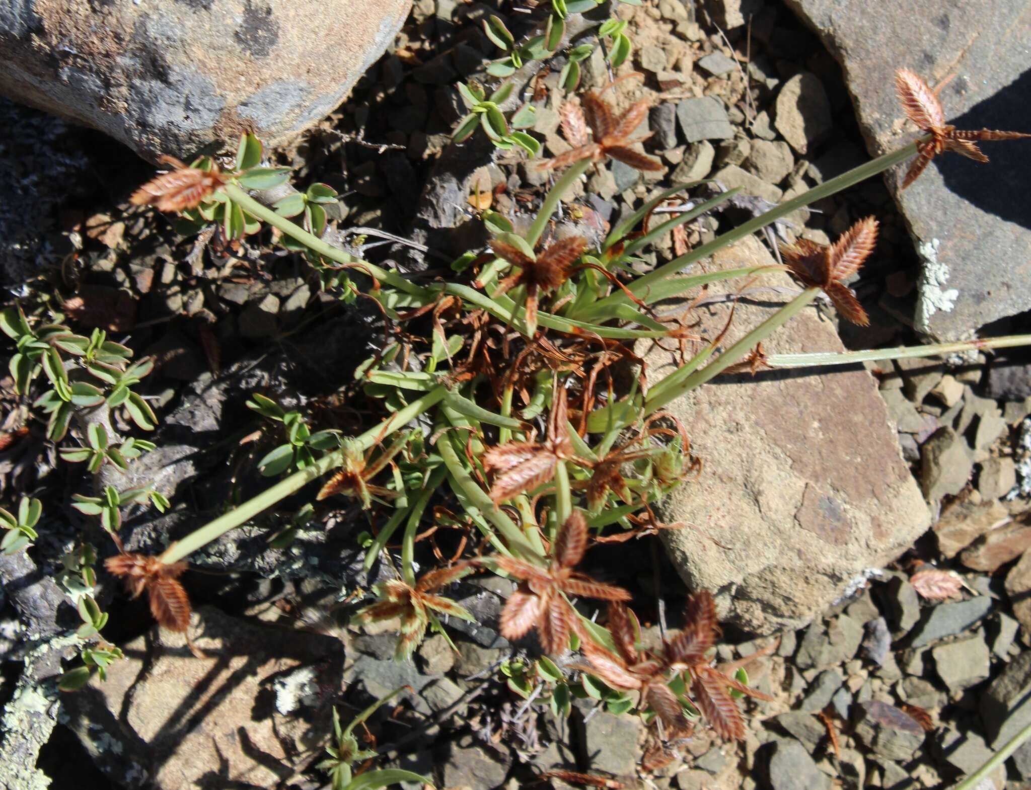 Image of Cyperus rubicundus Vahl