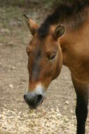 Image of Asian Wild Horse