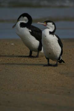 Image of Australian Pied Cormorant