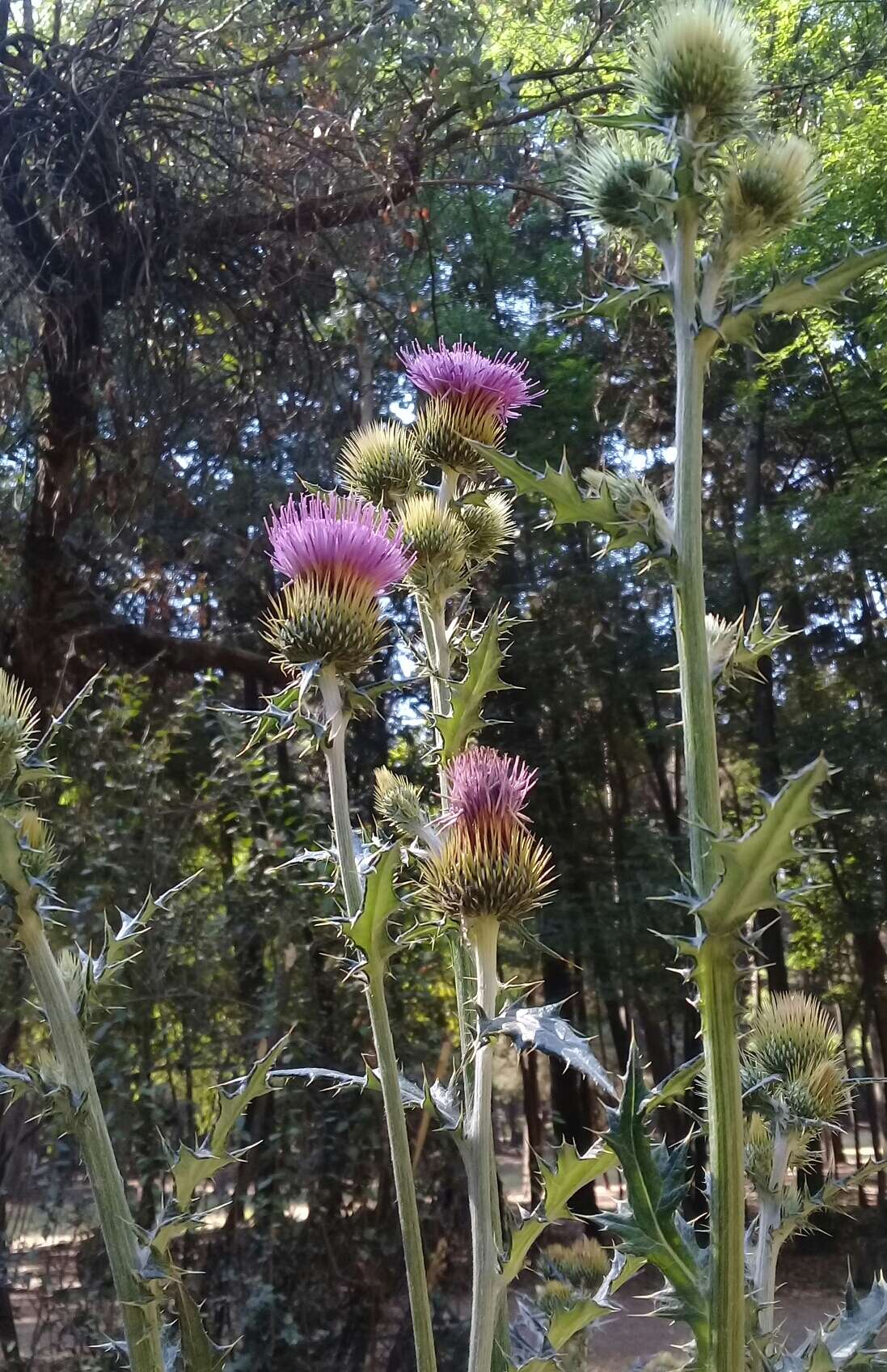 Image of Cirsium rhaphilepis (Hemsl.) Petr.