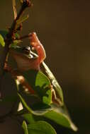 Image of American Green Treefrog