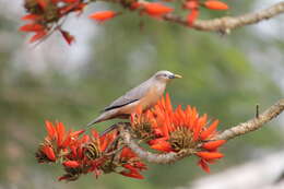 Image of Coral tree