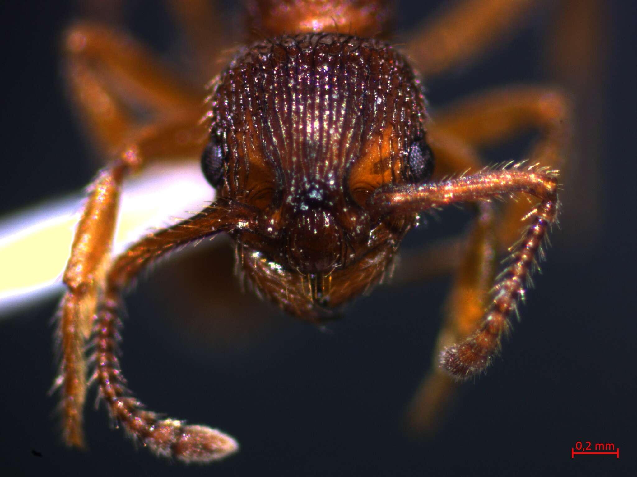 Image of Myrmica sabuleti Meinert 1861