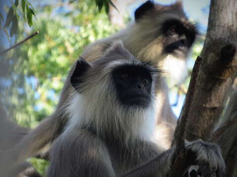 صورة Semnopithecus priam Blyth 1844