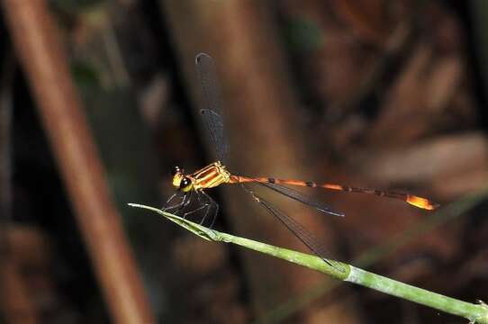 Imagem de Heteragrion alienum Williamson 1919