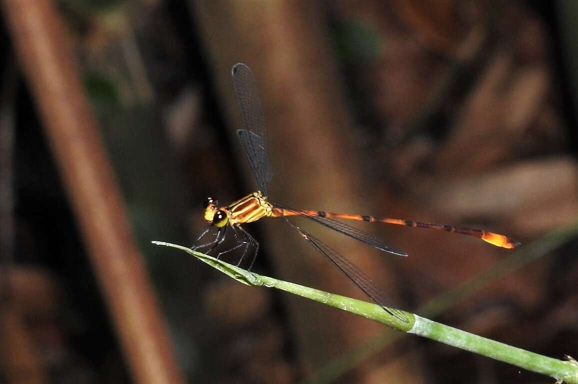 Image of Heteragrion alienum Williamson 1919