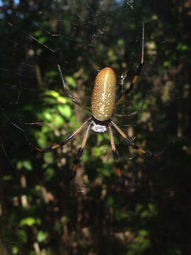 صورة Trichonephila clavipes (Linnaeus 1767)