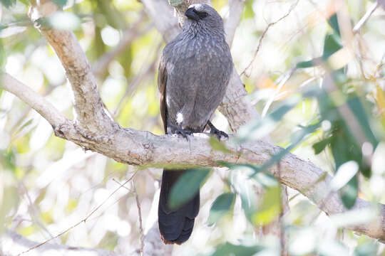 Image of Struthidea Gould 1837