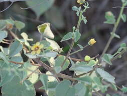 Image of anglestem Indian mallow