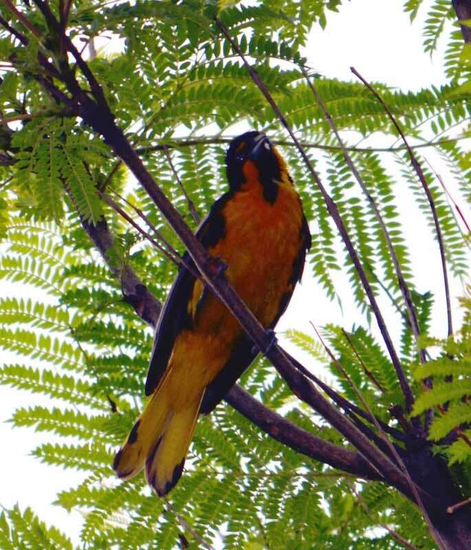 Image of Black-backed Oriole