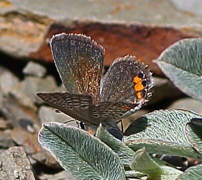 Image of Grass jewel