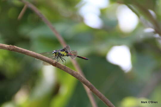 Protorthemis woodfordi (Kirby 1889) resmi