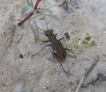 Image of Cliff tiger beetle