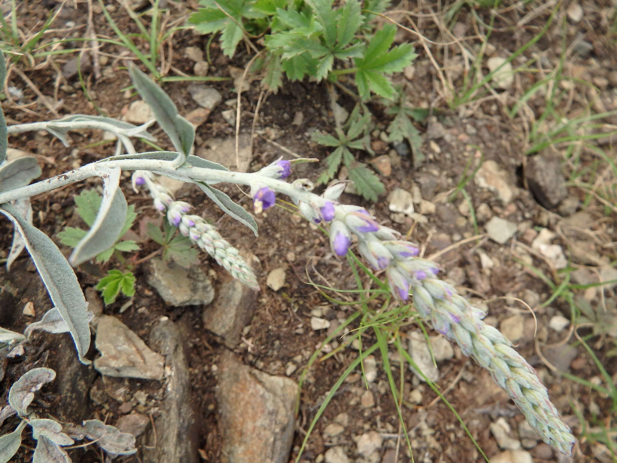 Image of Veronica incana L.