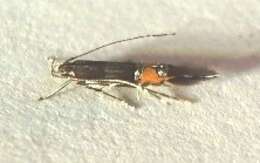 Image of Cosmopterix attenuatella Walker 1864