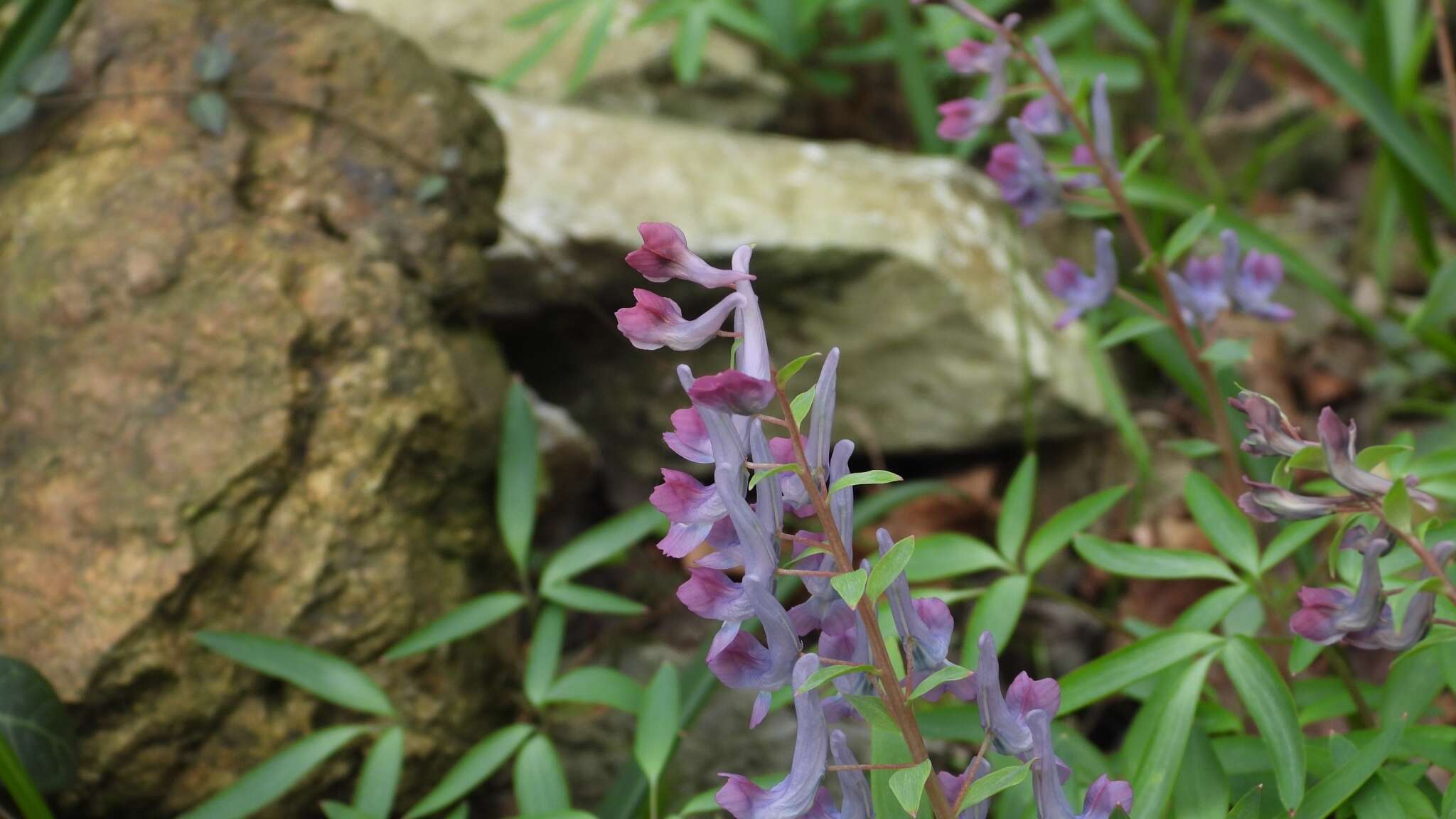 Imagem de Corydalis yanhusuo W. T. Wang ex Z. Y. Su & C. Y. Wu