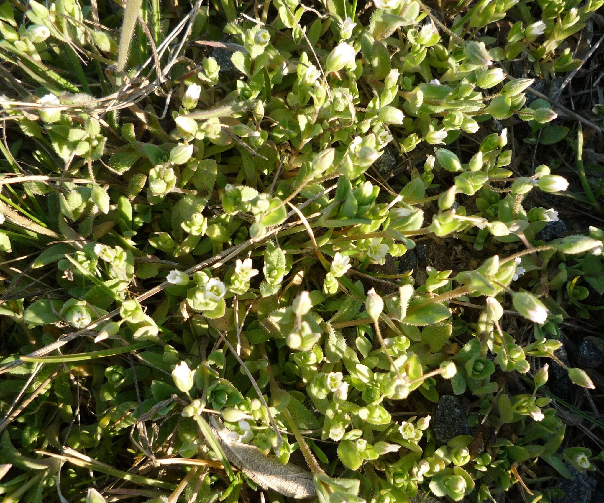 Plancia ëd Holosteum umbellatum subsp. syvaschicum (Kleopow) Tzvelev