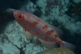 Image of Bloch&#39;s bigeye