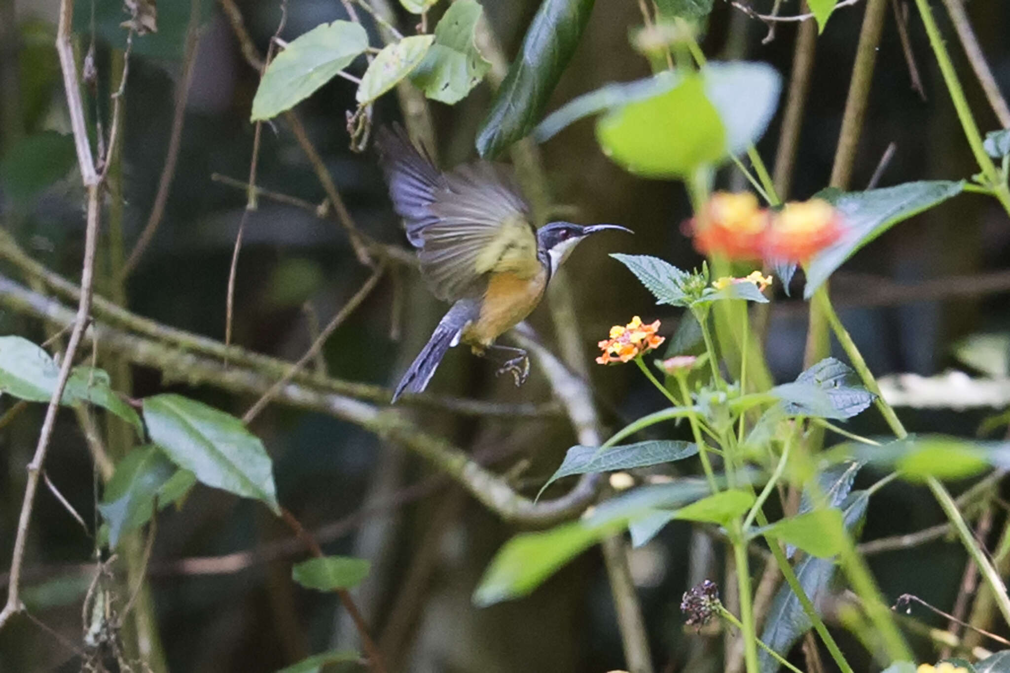 Image of Spinebill