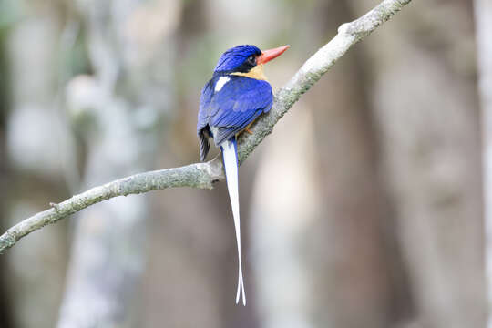 Image of Buff-breasted Paradise Kingfisher