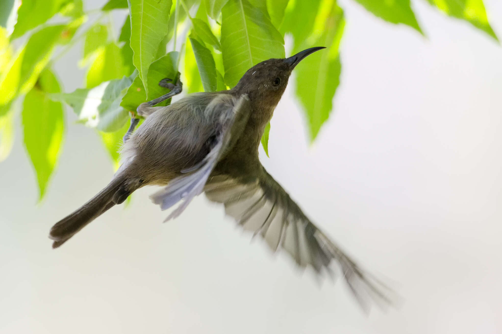 Image of Dusky Honeyeater