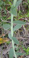 Image of Heliophila linearis var. linearis