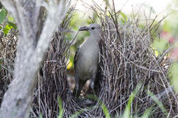 Image of Great Bowerbird