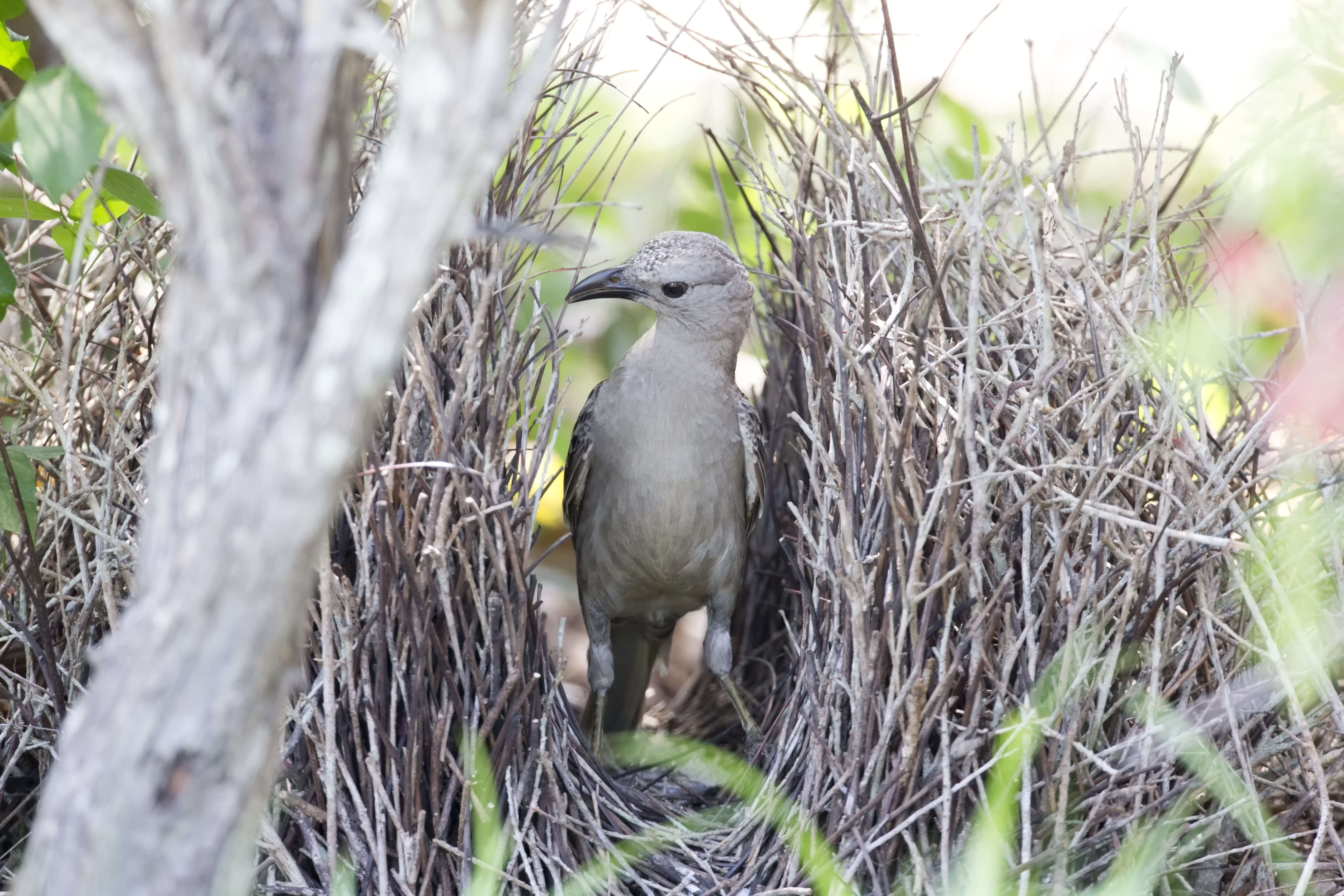 Image of Great Bowerbird