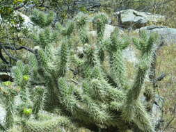 Image of Gander's buckhorn cholla