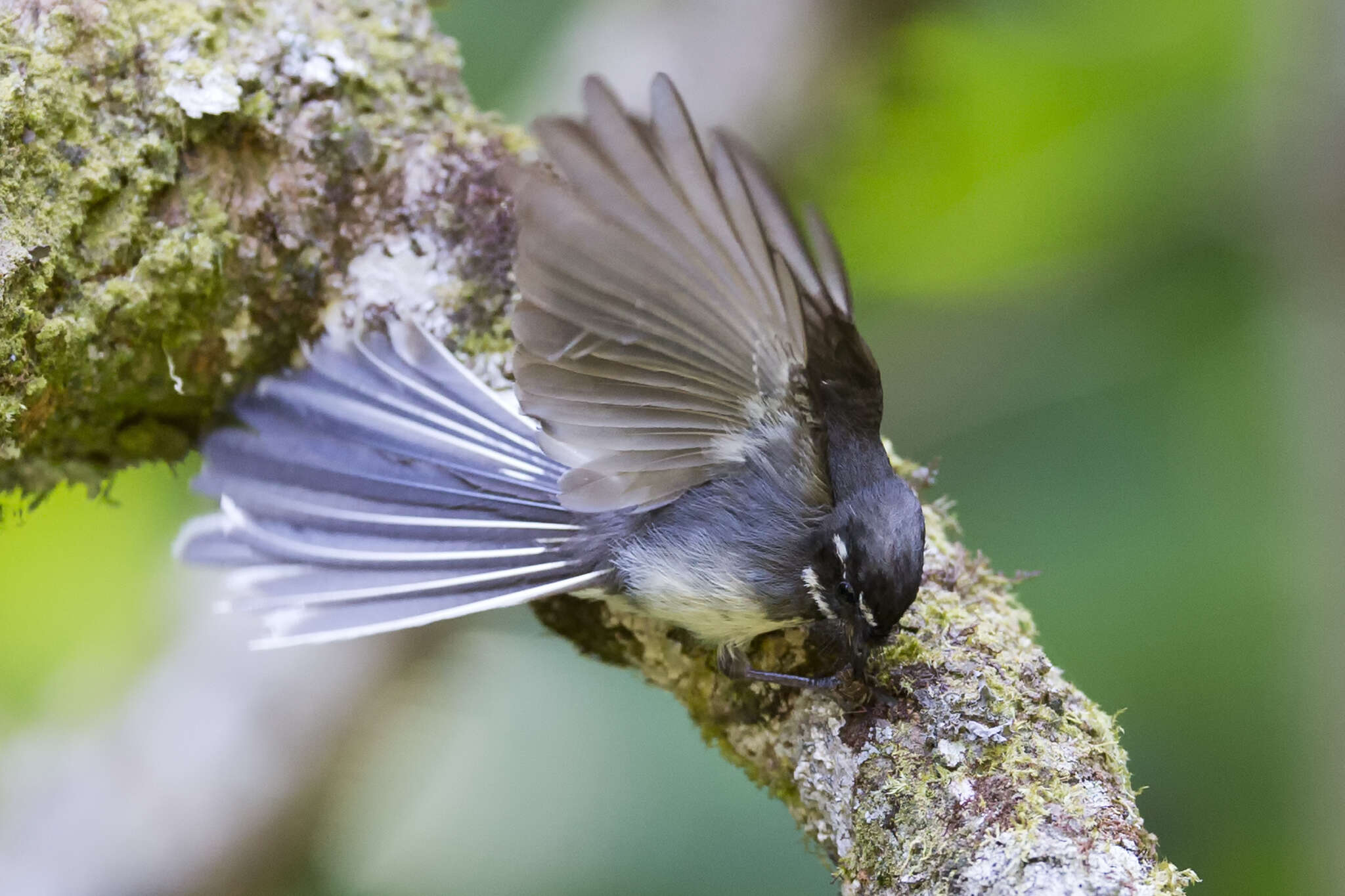 Image of Grey Fantail