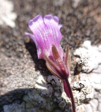 Image of Chaenorhinum origanifolium (L.) Fourr.