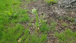 Image of field pennycress